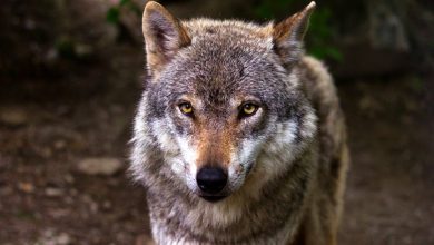 Σοκ προκάλεσε η καταγγελία μιας τουρίστριας από τη Σερβία στη Χαλκιδική, σύμφωνα με την οποία η 5χρονη κόρη της δέχθηκε