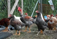 Μια νέα απειλή για το πιάτο του Έλληνα καταναλωτή αχνοφαίνεται στον ορίζοντα, προκαλώντας ανησυχία για τον οικιακό προϋπολογισμό