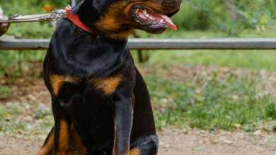Σοβαρό περιστατικό σημειώθηκε το απόγευμα της Τρίτης στην Καλαμάτα, όταν ένα ροτβάιλερ επιτέθηκε στον ιδιοκτήτη του, προκαλώντας