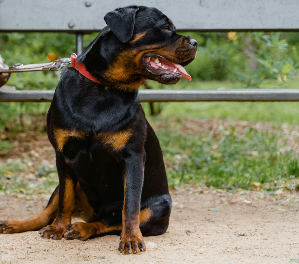 Σοβαρό περιστατικό σημειώθηκε το απόγευμα της Τρίτης στην Καλαμάτα, όταν ένα ροτβάιλερ επιτέθηκε στον ιδιοκτήτη του, προκαλώντας
