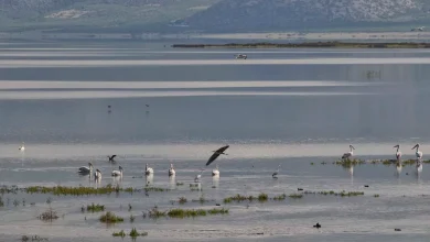 Νέα διάσταση παίρνει η υπόθεση των παράνομων αγροτικών επιδοτήσεων που διερευνά η Ευρωπαϊκή Εισαγγελία, καθώς ακόμη και σήμερα