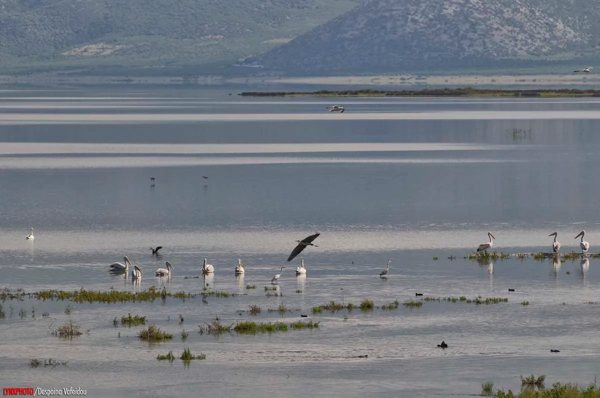 Νέα διάσταση παίρνει η υπόθεση των παράνομων αγροτικών επιδοτήσεων που διερευνά η Ευρωπαϊκή Εισαγγελία, καθώς ακόμη και σήμερα