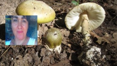 Σε κρίσιμη κατάσταση εξακολουθεί να νοσηλεύεται το ζευγάρι από τον Νέο Άγιο Αθανάσιο Πέλλας, το οποίο κατανάλωσε άγρια μανιτάρια που