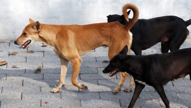 Σε κρίσιμη κατάσταση νοσηλεύεται μία 17χρονη μαθήτρια, η οποία δέχτηκε άγρια επίθεση από τέσσερα αδέσποτα σκυλιά σήμερα