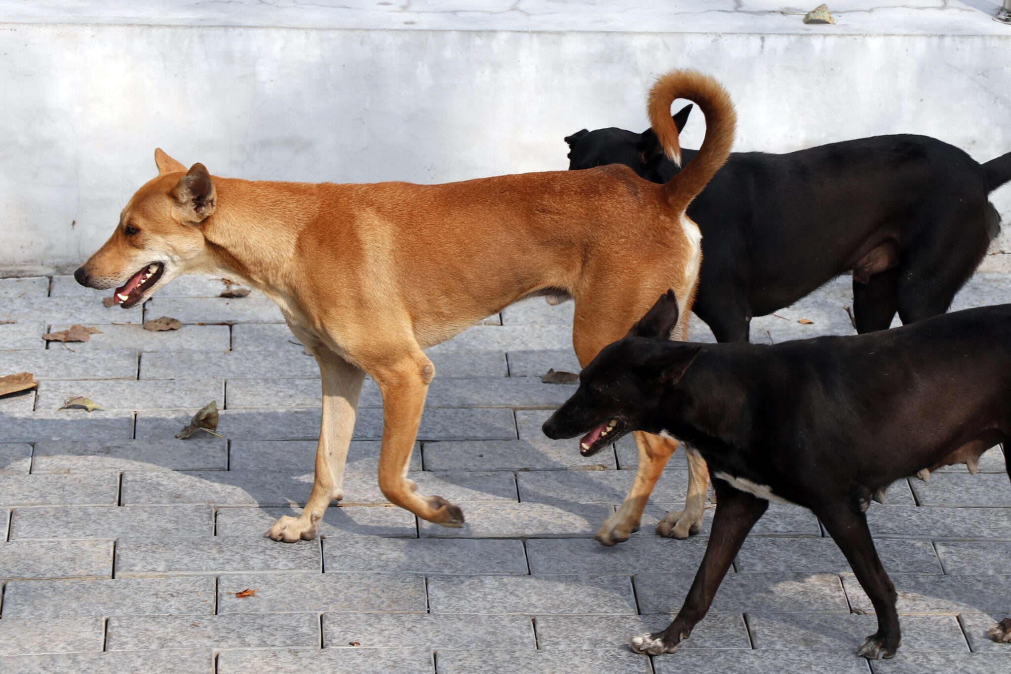 Σε κρίσιμη κατάσταση νοσηλεύεται μία 17χρονη μαθήτρια, η οποία δέχτηκε άγρια επίθεση από τέσσερα αδέσποτα σκυλιά σήμερα