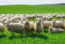 «Α λα καρτ» ιδιοκτήτες βοσκοτόπων, εναλλαγές αγροτεμαχίων, ενοικιαστήρια με μηδενικά μισθώματα, λήψη εθνικού αποθέματος χωρίς