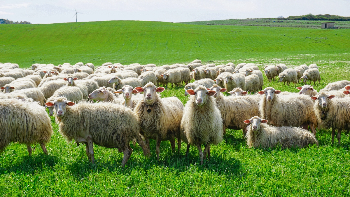 «Α λα καρτ» ιδιοκτήτες βοσκοτόπων, εναλλαγές αγροτεμαχίων, ενοικιαστήρια με μηδενικά μισθώματα, λήψη εθνικού αποθέματος χωρίς