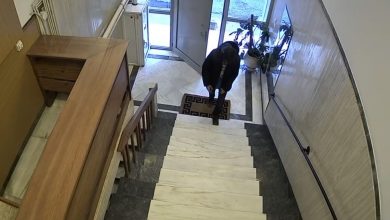 Στο «ιλλιγιώδες» ποσό των 35 εκατομμυρίων ευρώ εκτιμά η ΕΛ.ΑΣ. ότι ανέρχεται η πραγματική λεία των μελών του κυκλώματος που παρίσταναν