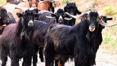 Ολοκληρώθηκε η πρώτη φάση της δικαστικής διερεύνησης του πολυσυζητημένου σκανδάλου παράνομων επιδοτήσεων του ΟΠΕΚΕΠΕ