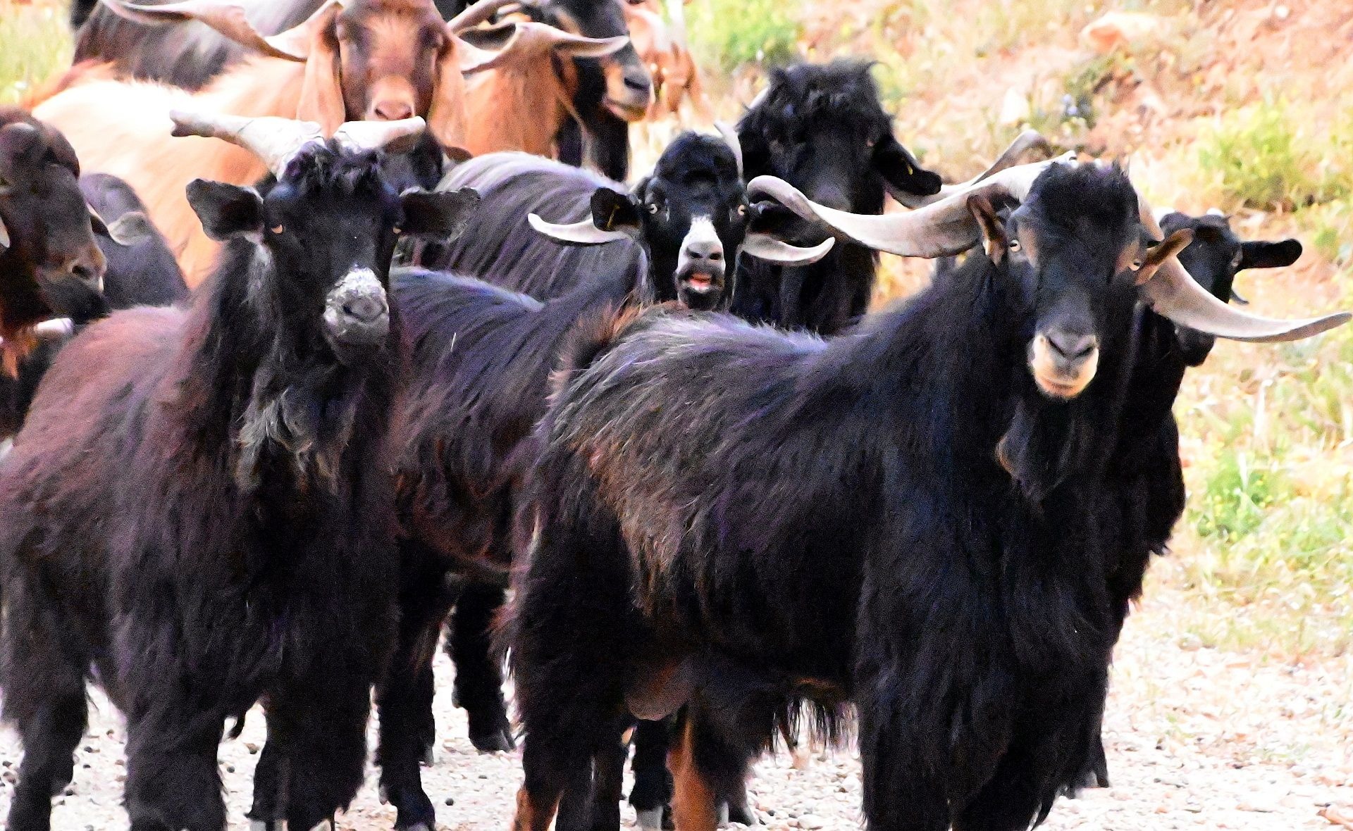 Ολοκληρώθηκε η πρώτη φάση της δικαστικής διερεύνησης του πολυσυζητημένου σκανδάλου παράνομων επιδοτήσεων του ΟΠΕΚΕΠΕ