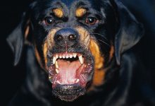 Ο γιος του 74χρονου άνδρα που τον κατασπάραξε το ροτβάιλερ θέλησε να τοποθετηθεί δημόσια, περιγράφοντας την αλήθεια πίσω