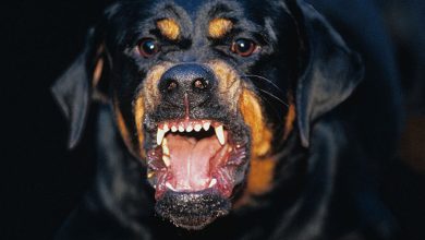 Ο γιος του 74χρονου άνδρα που τον κατασπάραξε το ροτβάιλερ θέλησε να τοποθετηθεί δημόσια, περιγράφοντας την αλήθεια πίσω