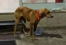 Τυχερό μέσα στην ατυχία του αποδείχθηκε ένα σκυλί στη Μεγαλόπολη που βρέθηκε μέσα σε τσουβάλι σε κάδο σκουπιδιών, καθώς εντοπίστηκε