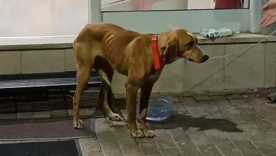 Τυχερό μέσα στην ατυχία του αποδείχθηκε ένα σκυλί στη Μεγαλόπολη που βρέθηκε μέσα σε τσουβάλι σε κάδο σκουπιδιών, καθώς εντοπίστηκε