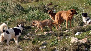 Ένας 55χρονος εργάτης υπέστη σοβαρούς τραυματισμούς μετά από επίθεση τεσσάρων σκύλων σε κτηνοτροφική μονάδα στο Βελεστίνο.