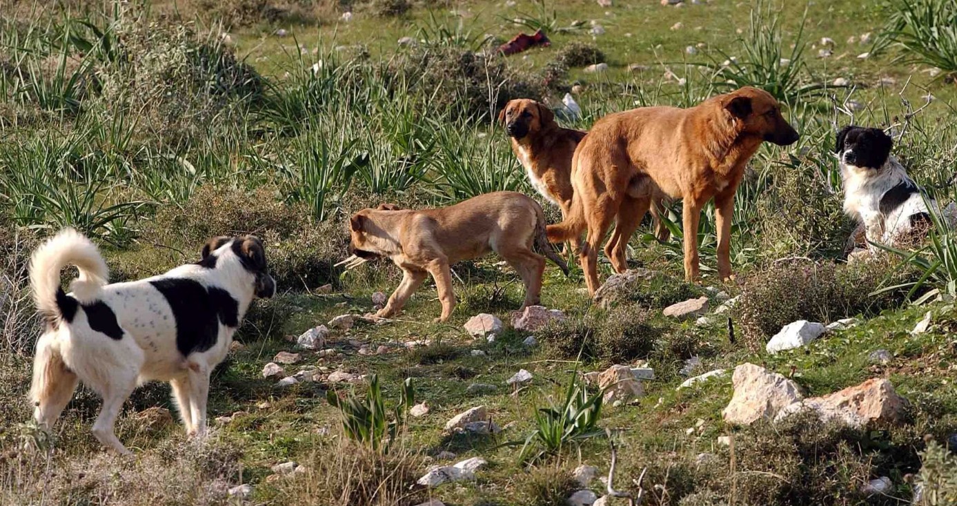 Ένας 55χρονος εργάτης υπέστη σοβαρούς τραυματισμούς μετά από επίθεση τεσσάρων σκύλων σε κτηνοτροφική μονάδα στο Βελεστίνο.