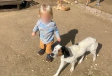 Στον Άγιο Λέοντα Ζακύνθου, μια οικογένεια που έχει αφιερώσει τη ζωή της στην προστασία των ζώων βιώνει την πιο σοκαριστική και αδιανόητη