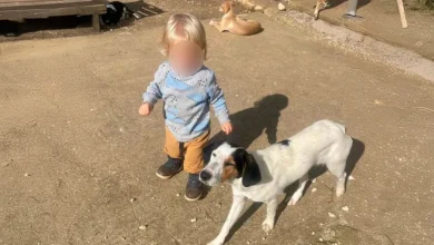 Στον Άγιο Λέοντα Ζακύνθου, μια οικογένεια που έχει αφιερώσει τη ζωή της στην προστασία των ζώων βιώνει την πιο σοκαριστική και αδιανόητη