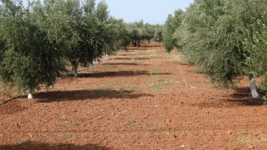 «Τσουνάμι» προστίμων για τους ελαιοπαραγωγούς: Υποχρεωτική η δήλωση των δέντρων Με πρόστιμα από 100 έως 5.000 ευρώ κινδυνεύουν