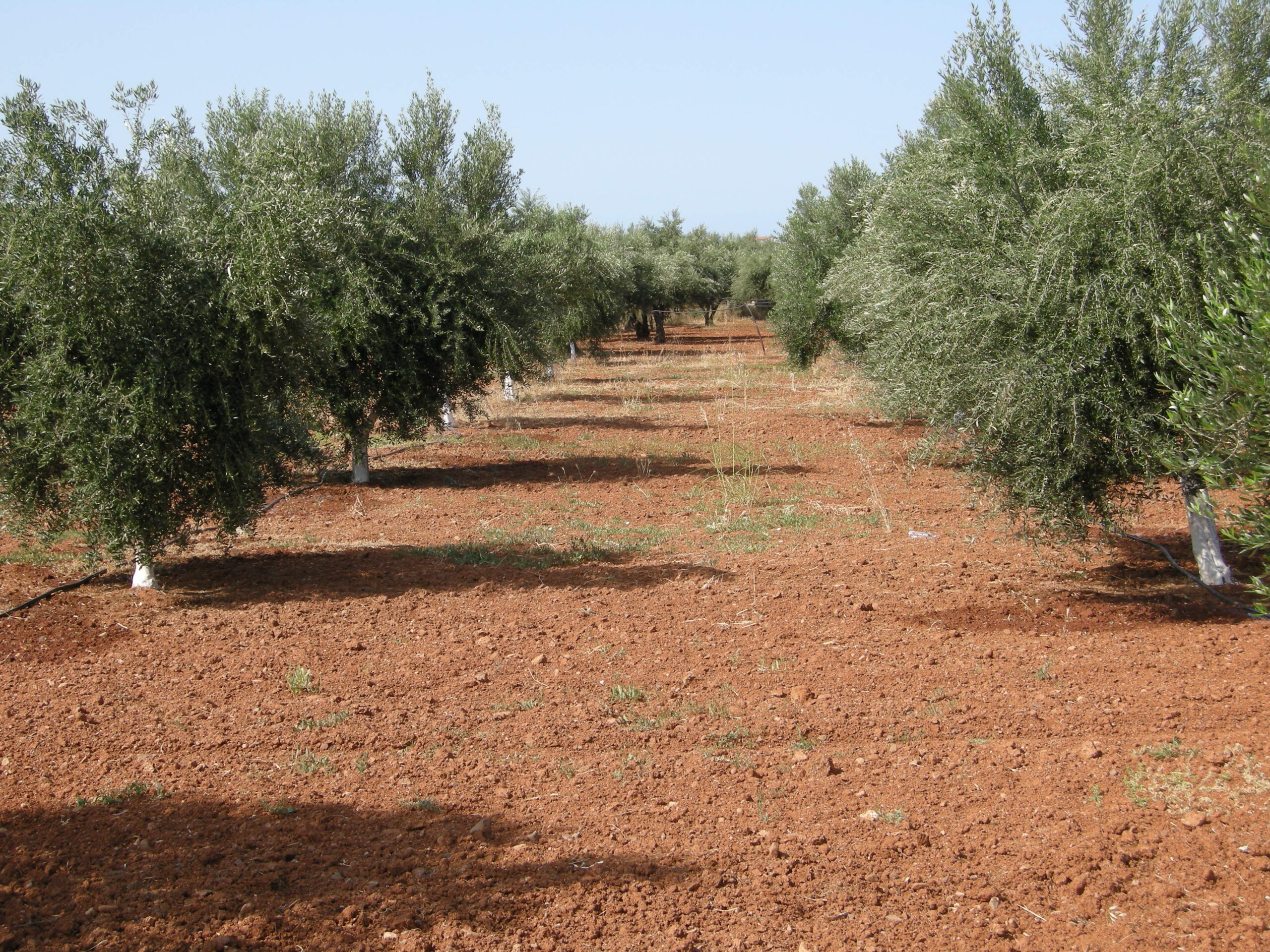 «Τσουνάμι» προστίμων για τους ελαιοπαραγωγούς: Υποχρεωτική η δήλωση των δέντρων Με πρόστιμα από 100 έως 5.000 ευρώ κινδυνεύουν
