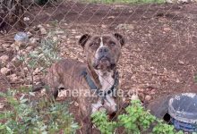 Ακόμη και οι πιο έμπειροι γιατροί και νοσηλευτές του νοσοκομείου Ζακύνθου βρέθηκαν αντιμέτωποι με ένα περιστατικό που, όπως λένε