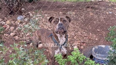 Ακόμη και οι πιο έμπειροι γιατροί και νοσηλευτές του νοσοκομείου Ζακύνθου βρέθηκαν αντιμέτωποι με ένα περιστατικό που, όπως λένε