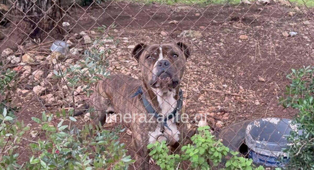 Ακόμη και οι πιο έμπειροι γιατροί και νοσηλευτές του νοσοκομείου Ζακύνθου βρέθηκαν αντιμέτωποι με ένα περιστατικό που, όπως λένε