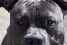 Ανείπωτη τραγωδία συγκλονίζει τη Ζάκυνθο, όπου ένα παιδί μόλις δύο ετών έχασε τη ζωή του έπειτα από επίθεση του σκύλου της οικογένειας