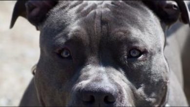 Ανείπωτη τραγωδία συγκλονίζει τη Ζάκυνθο, όπου ένα παιδί μόλις δύο ετών έχασε τη ζωή του έπειτα από επίθεση του σκύλου της οικογένειας