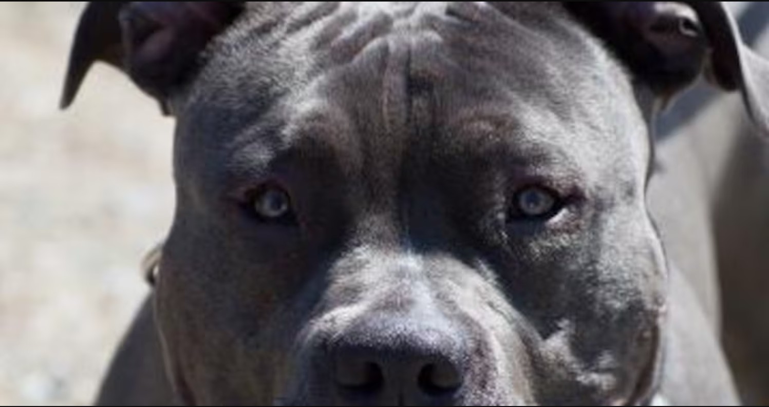 Ανείπωτη τραγωδία συγκλονίζει τη Ζάκυνθο, όπου ένα παιδί μόλις δύο ετών έχασε τη ζωή του έπειτα από επίθεση του σκύλου της οικογένειας