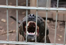 Βαθύς θρήνος έχει σκεπάσει τη Ζάκυνθο μετά την τραγική είδηση του θανάτου ενός μικρού παιδιού μόλις δύο ετών, που δέχτηκε επίθεση