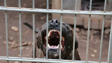 Βαθύς θρήνος έχει σκεπάσει τη Ζάκυνθο μετά την τραγική είδηση του θανάτου ενός μικρού παιδιού μόλις δύο ετών, που δέχτηκε επίθεση