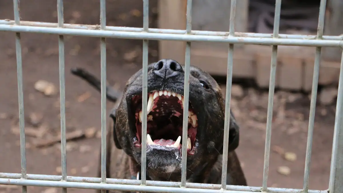 Βαθύς θρήνος έχει σκεπάσει τη Ζάκυνθο μετά την τραγική είδηση του θανάτου ενός μικρού παιδιού μόλις δύο ετών, που δέχτηκε επίθεση