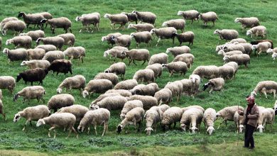 Μία ανείπωτη τραγωδία συγκλόνιζει την Πιερία, καθώς 59χρονος κτηνοτρόφος βρέθηκε απαγχονισμένος μέσα στο σπίτι του