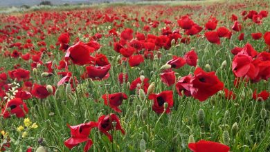 Καιρός Πρωτομαγιά 2026: Σημαντική μεταβολή αναμένεται να παρουσιάσει ο καιρός την Πρωτομαγιά, καθώς τα προγνωστικά μοντέλα προβλέπουν