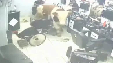 Απίστευτες σκηνές στην Κωνσταντινούπολη. Ταύρος ξέφυγε από την προσοχή των ιδιοκτητών του και μπήκε σε κομμωτήριο προκαλώντας πανικό. Δείτε τι κατέγραψαν οι κάμερες.