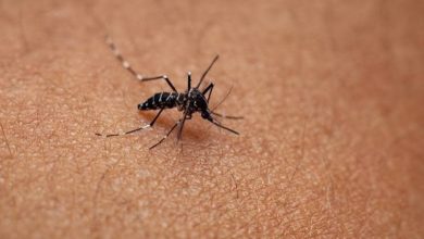 Σε έξαρση παραμένει η μετάδοση του ιού του Δυτικού Νείλου στη χώρα, με τα νεότερα στοιχεία να αποτυπώνουν σημαντική άνοδο των περιστατικών μέσα στην τελευταία εβδομάδα.
